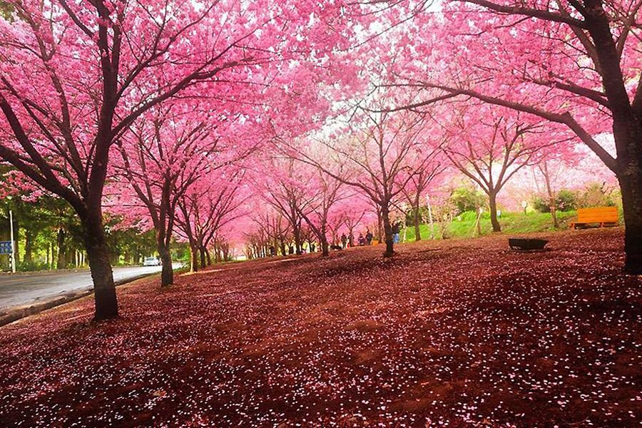 上海“最长花期”樱花节“绽放”在即