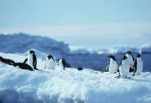 黑龙江哈尔滨：小企鹅大IP 冰雪旅游创新意