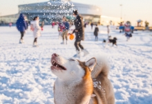 京冀十一家雪场“抱团儿”迎客火热