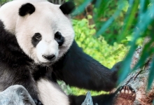 四川成都大熊猫繁育研究基地今起恢复对外开放