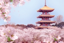 新增15个樱花品种 武汉东湖樱花园焕新亮相