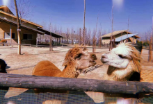 安徽阜阳野生动物园闭园三天 动物生存条件恶劣