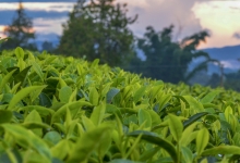 广西三江：大力发展茶旅融合 实现人均半亩茶