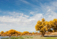 第六届新疆喀什丝路文化胡杨节开幕