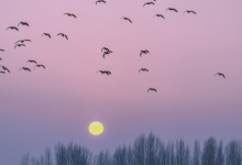 桂东以鸟为媒促进绿色发展：千年鸟道 万般绿意