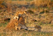 小狮子叫醒服务引热议 酒店回应该业务已暂停