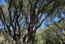 “可随身携带的古树博物馆” “遇见古树”上线