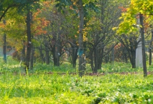 北京市实施《中华人民共和国森林法》办法