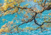 四川：九寨沟年度游客突破700万人次创下新高