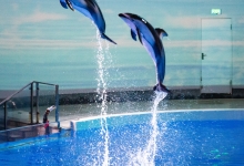 北京海昌海洋公园全面进入工程建设阶段