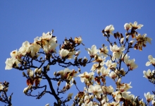 上海市花开了!主题公园今年有望启动