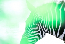 上海动物园禁带宠物却仍有小狗出没 园方回应