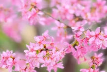 相约春天赏樱花 武汉“一城浪漫”待客来