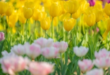 北京文旅局联合百度地图推出“北京赏花地图”