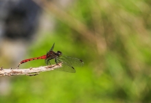 北京市自然昆虫博物馆完成筹备 面向公众开放