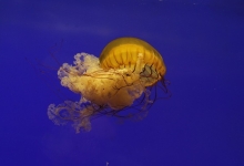 夏日海边游玩戏水 千万小心这些“隐形刺客”